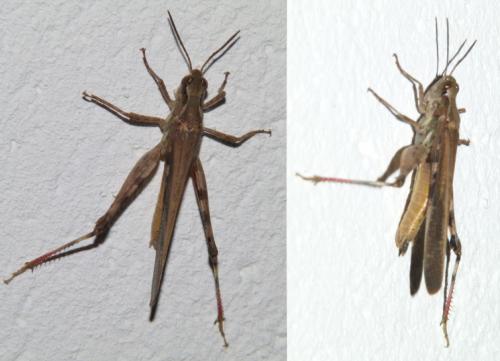 Réf. 252 052 : Aiolopus puissanti